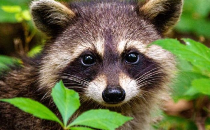 Bukan Hanya Anjing, Jenis Binatang Ini Bisa Tularkan Rabies – Inventif